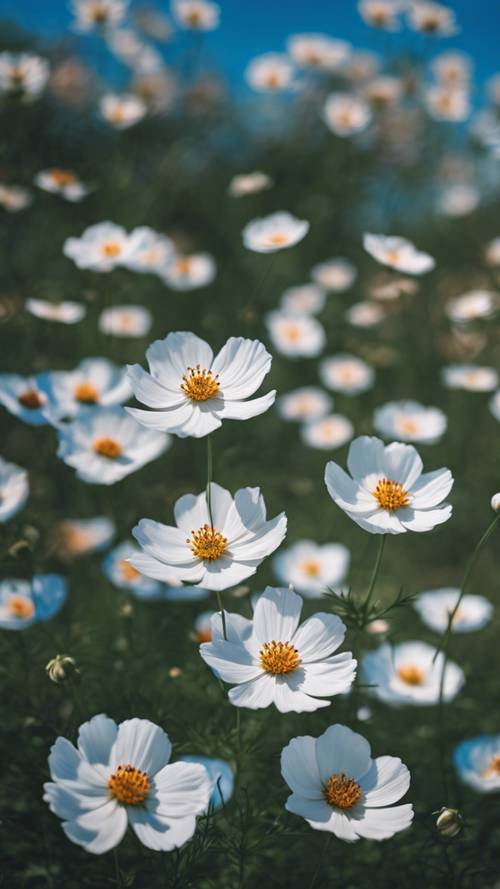 A vibrant garden of white cosmos flowers boasting centers of electric blue.