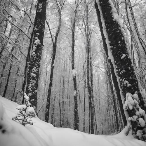 A black and white photo of an untouched winter forest with a curtain of snow falling gently.
