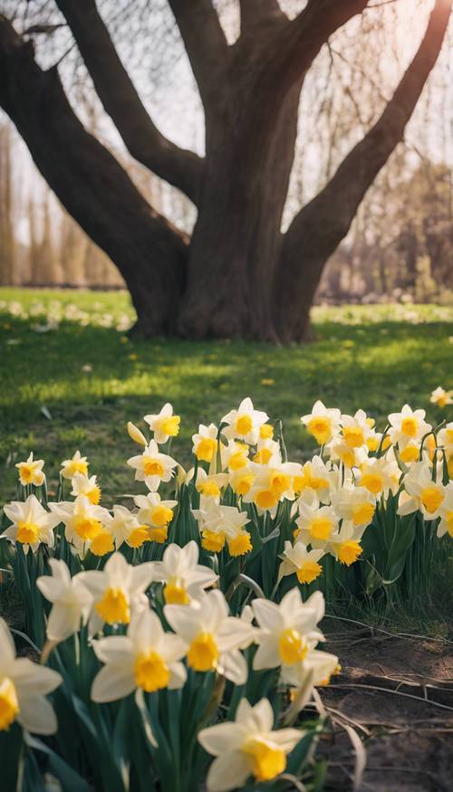 Kwitnące żonkile i tulipany w cieniu płaczącej wierzby.