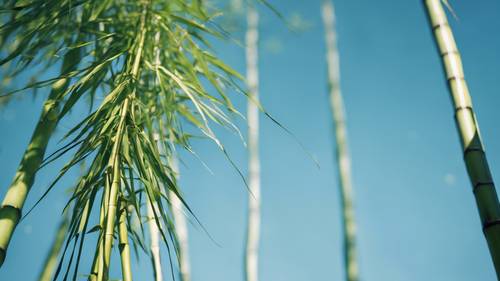 Sebuah batang bambu yang menjulang tinggi menghadap langit biru cerah
