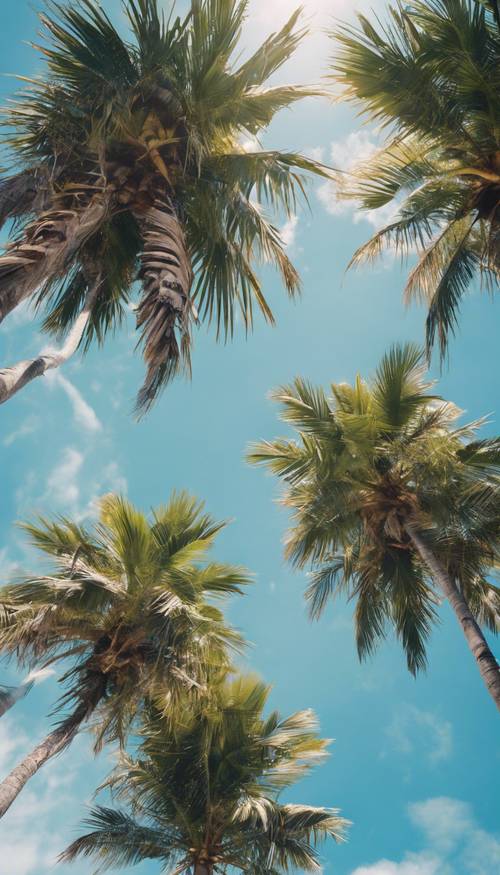 A palm tree filled with ripe, juicy coconuts under a bright blue sky.
