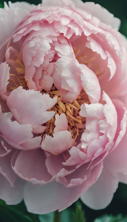 Close-up of a delicate peony blooming in pastel pink nestled amidst verdant foliage.