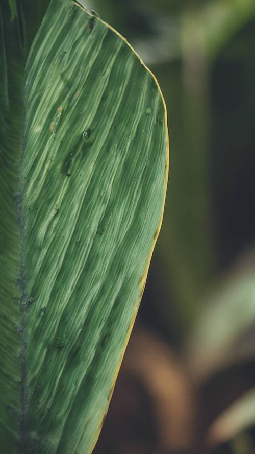 Lesioned banana leaf showing signs of disease spread.