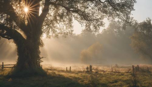 The sun's first beams breaking through a heavy morning mist in a quiet countryside.