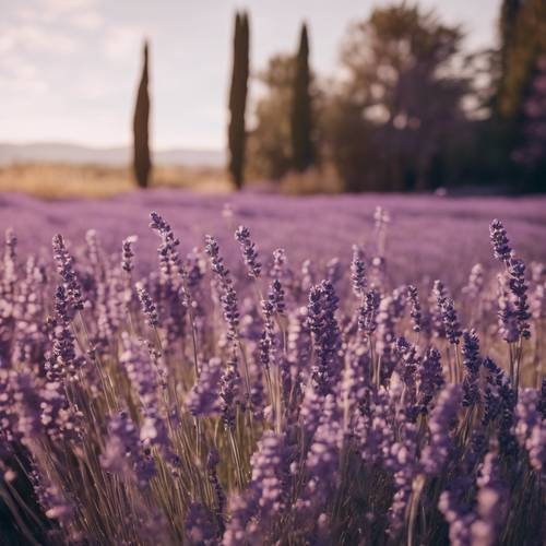 Um tapete de lavanda violeta balançando na brisa quente da Provença.