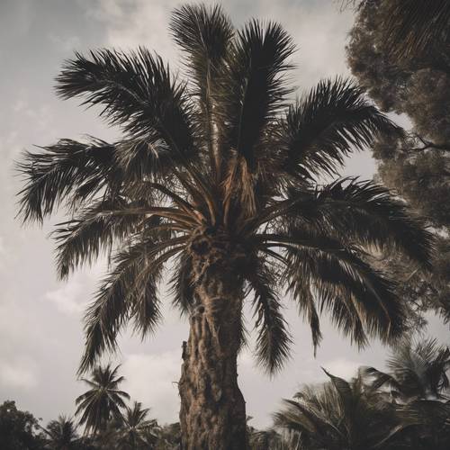 一棵古老、粗糙的深色棕榈树，经受住了几个世纪的考验，坚强地屹立着。