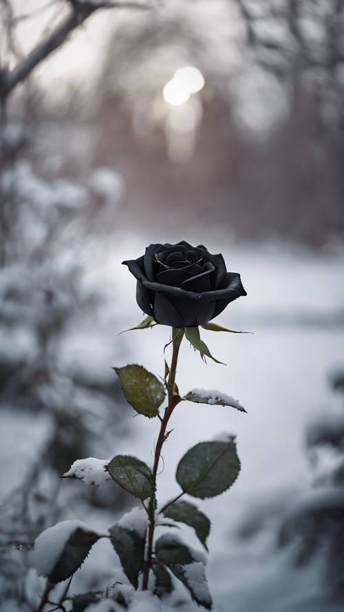 A single, dramatic black rose blooming against the stark backdrop of a snow-covered garden.