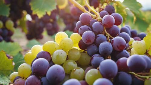 A pile of freshly picked grapes during the September harvest in a vineyard.