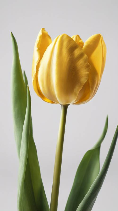 Un unico tulipano giallo isolato su uno sfondo bianco.