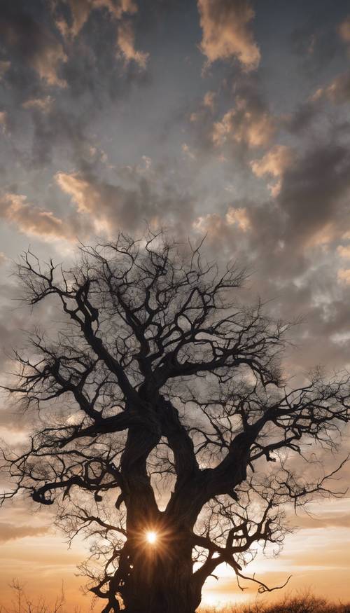 Die Silhouette eines alten, knorrigen grauen Baums zeichnet sich gegen den Sonnenuntergang ab. Hintergrund [a46504f7fddd49749139]