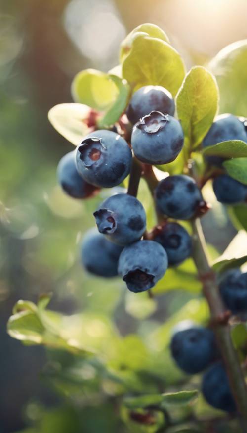 柔和的午后阳光下，一丛成熟的蓝莓。