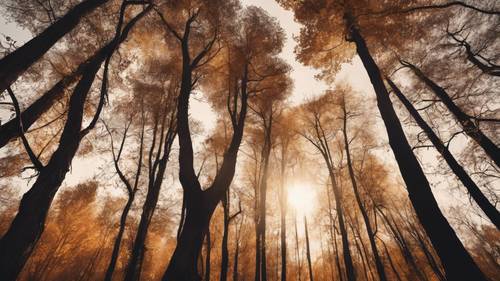 Majestic dark brown trees stand tall against a golden, sunset-lit sky in an autumn forest.