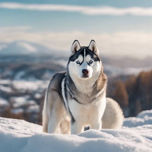 كلب الهاسكي السيبيري المهيب يقف فوق جبل مغطى بالثلوج، ويطل على المناظر الطبيعية الشتوية.