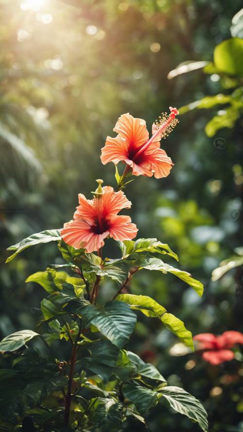 A hibiscus plant thriving on the edge of a sunlit tropical rainforest.