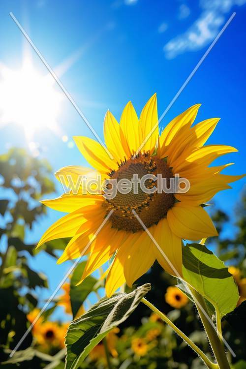 Sonnige Sonnenblume unter strahlend blauem Himmel