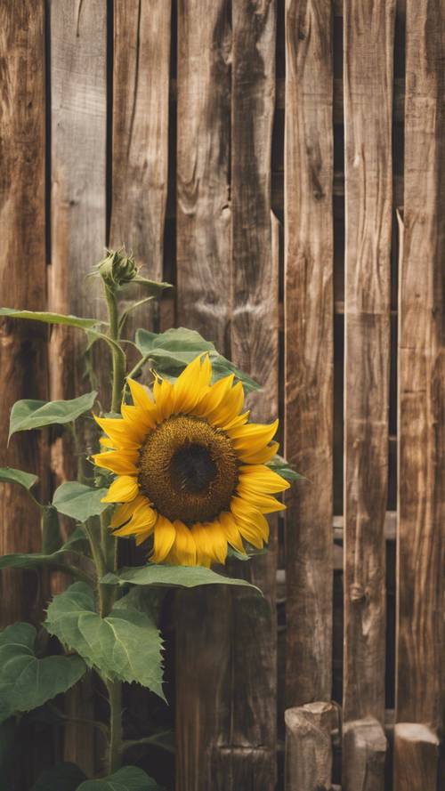 A sunflower peeks through a wooden fence during a sunny midday.
