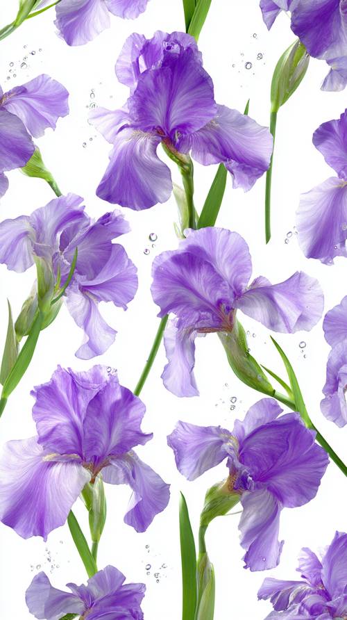 Purple Iris Flowers with Water Droplets Background