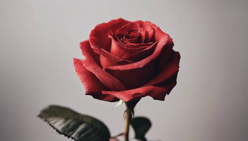 Eine rote Rose auf minimalistischem Hintergrund.