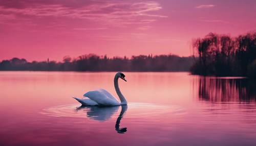 Ein anmutiger Schwan auf einem See mit burgunder- und rosafarbenem Ombre-Effekt in der Abenddämmerung.