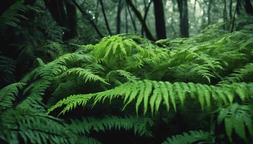 濃密的亮綠色蕨類植物在黑暗、潮濕的森林的灌木叢中茁壯成長。