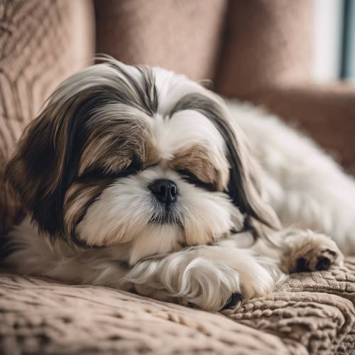 An adult Shih Tzu peacefully sleeping on a royal-looking luxury soft and silky cushion.