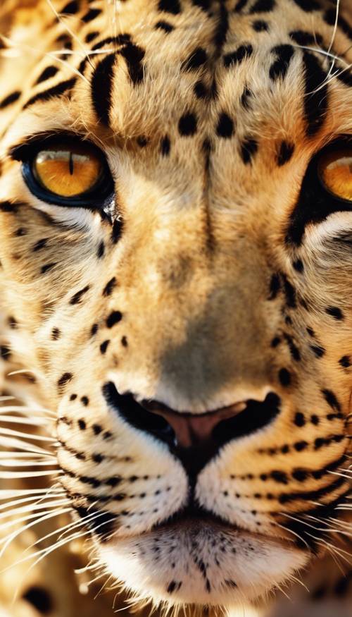 Un primo piano degli occhi di un leopardo dorato, che riflettono il sole al tramonto