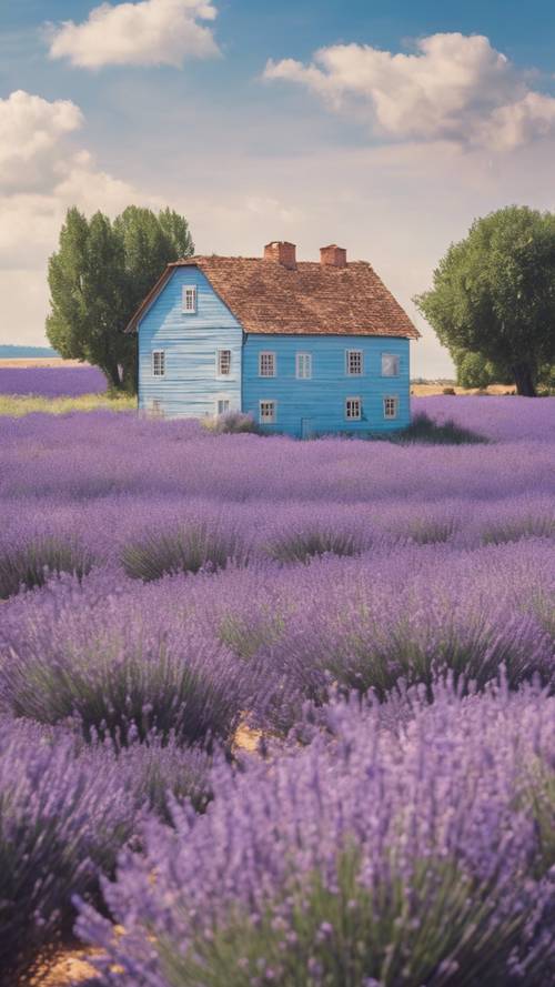 An antique pastel blue farmhouse surrounded by fields of lavender in full bloom.