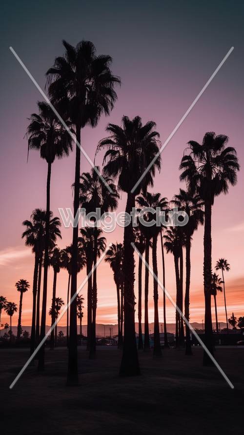 Pôr do sol e silhueta de palmeiras