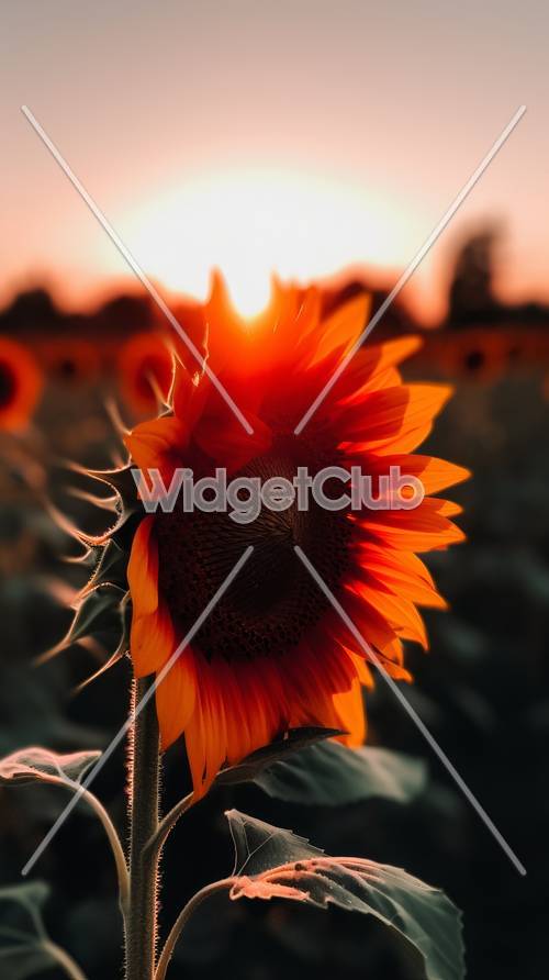 Glowing Sunflower at Sunset Tapet [301fffbc70064d499dff]