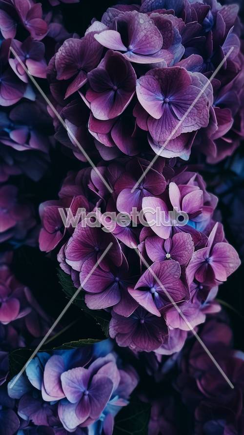 美麗的紫色繡球花