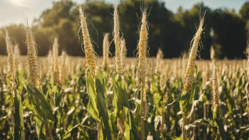 A field of stalky corn growing tall under the July sun.