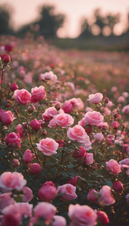 Un campo lleno de rosas silvestres en varios tonos de color al atardecer.