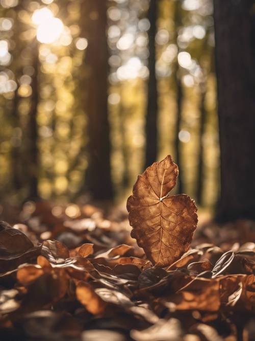 Un corazón marrón formado por la luz del sol a través de las hojas del bosque.