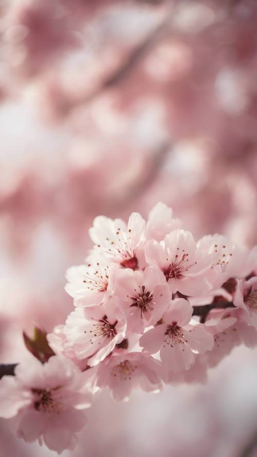 Szczegółowy i zbliżony obraz delikatnego różowego wzoru kwiatu wiśni, delikatnie pokazany na jedwabnym materiale.