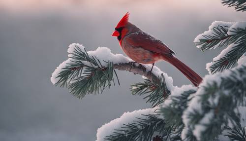 A snow-covered pine tree in the glow of the twilight, with a solitary cardinal perched on one of its branches.