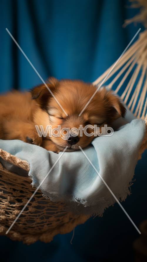 Sleeping Puppy in a Hammock