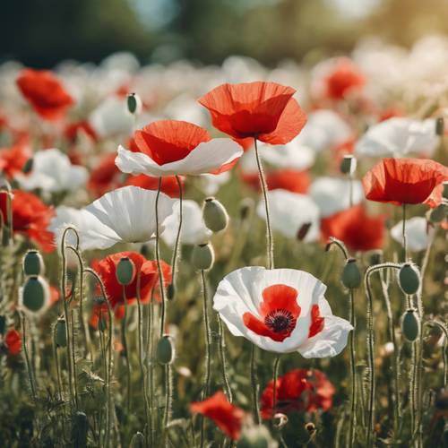 A patch of vibrant red and white poppy flowers in a summer meadow.