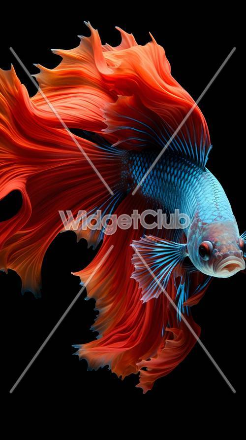 Impresionante baile de peces Betta azules y rojos