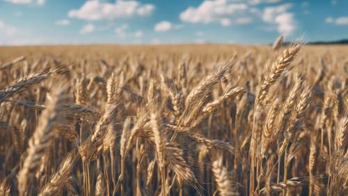 Une plaine tranquille de blé bleu de Caroline pendant la récolte.