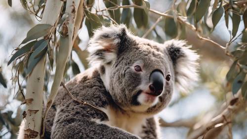 Przerażona koala szukająca schronienia wysoko na gałęziach drzewa eukaliptusowego przed zbliżającym się australijskim pożarem buszu.