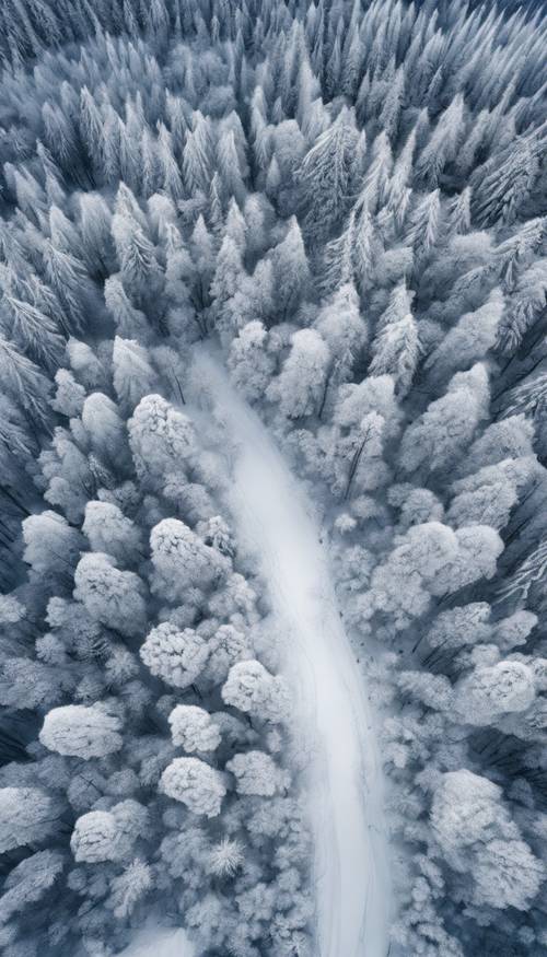 Eine Vogelperspektive eines schneebedeckten Waldes mit Flüssen, die durch die Bäume fließen und ein blau-weißes Kontrastmuster erzeugen.