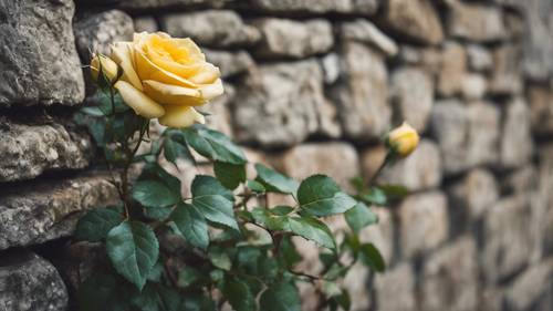 An old-fashioned yellow rose blooming in a stone wall-clad English country garden.