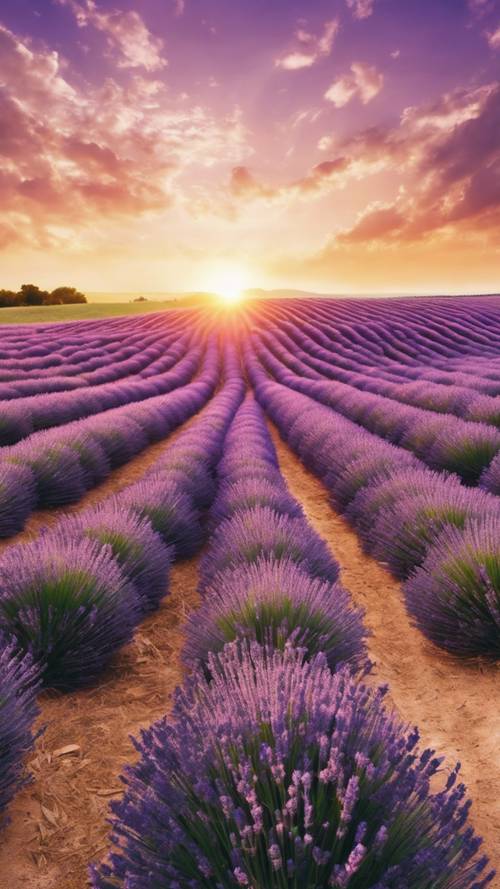 Pemandangan panorama ladang lavender saat matahari terbenam, cahaya ungu menyatu dengan langit keemasan.