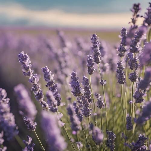 A summer's day in a lavender field, with a cool breeze, under a bright cloudless sky Divar kağızı [b687567434654a4e8ccf]