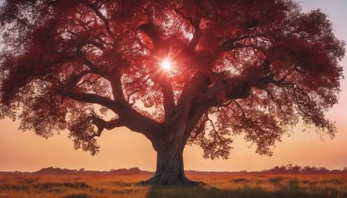 從草地上看到雄偉的紅色日落，天空映襯著一棵老橡樹的輪廓。