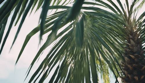 Ayrıntılı dokusunu gösteren sağlıklı, yeşil bir palmiye ağacının yakından görünümü.