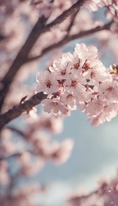 Pohon sakura metalik berkilauan tertiup angin musim semi.