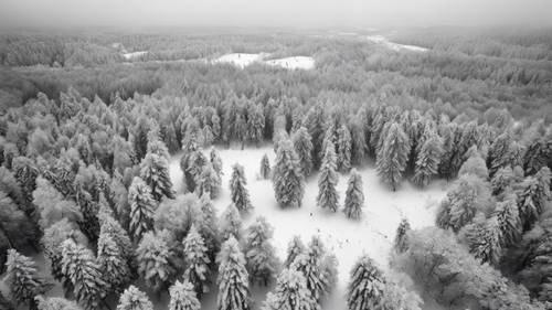 A black and white aerial photography of a densely forested area covered in snow.