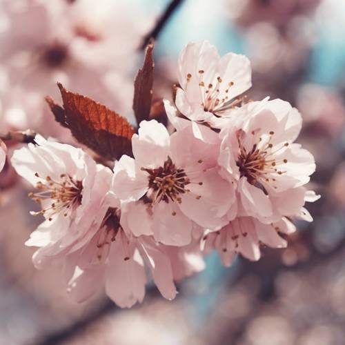 水彩風格的復古櫻花。