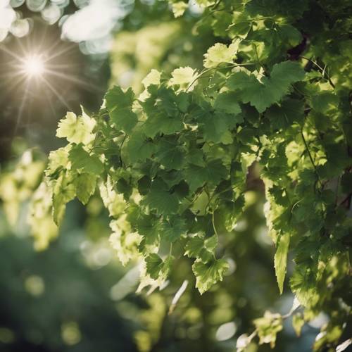 Ciężka winorośl o bujnych liściach, służąca jako naturalny, zacieniony baldachim w słonecznym ogrodzie.